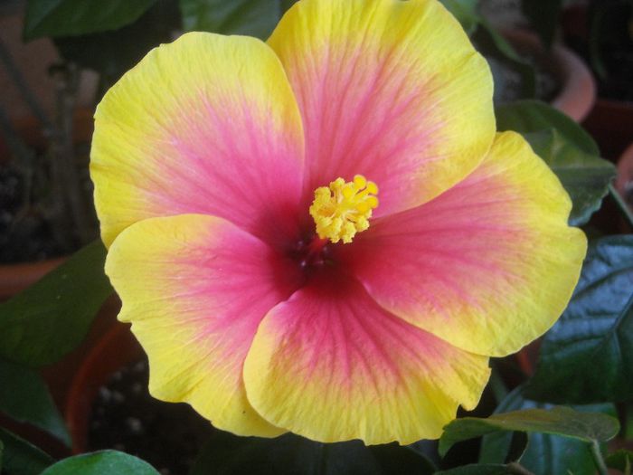  - 0 Din florile mele