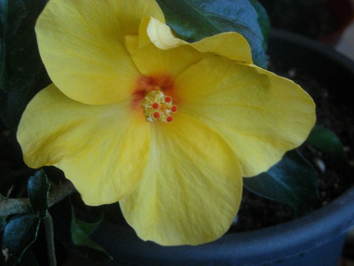  - 0 Din florile mele