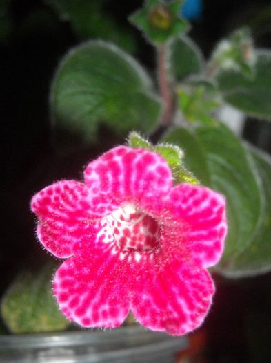  - 0 Din florile mele