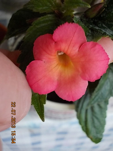 peach glow - achimenes 2013