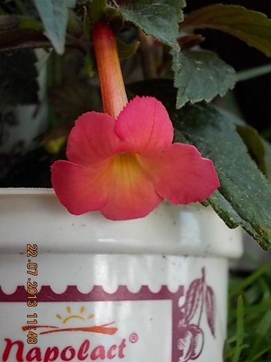 23 iulie 2013-flori 020