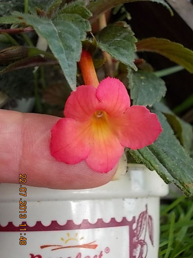 peach glow - achimenes