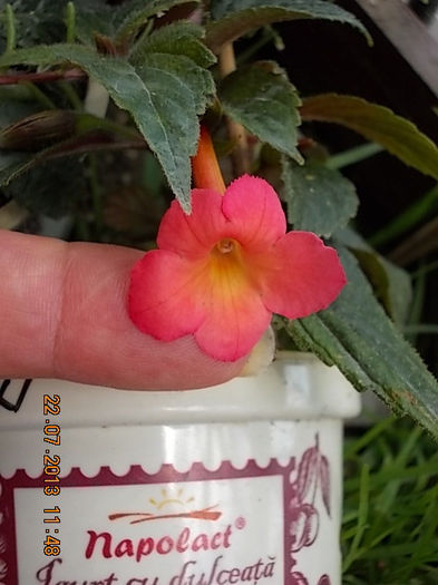 23 iulie 2013-flori 023 - achimenes