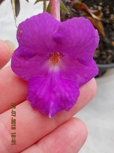 23 iulie 2013-flori 055 - achimenes