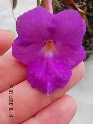 pulcherima ? - achimenes