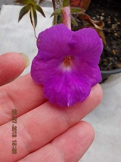 23 iulie 2013-flori 057 - achimenes