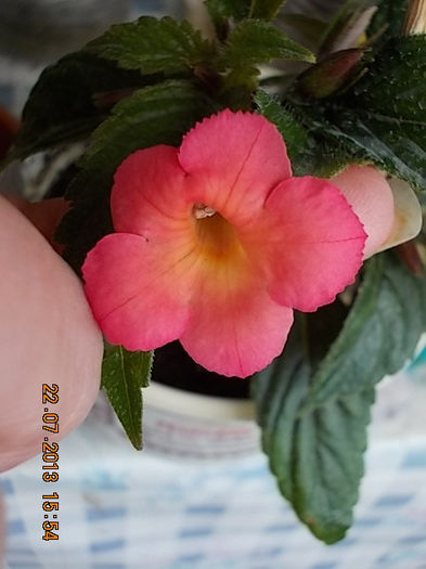 peach glow - achimenes
