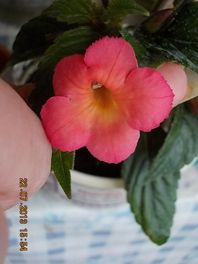 23 iulie 2013-flori 075