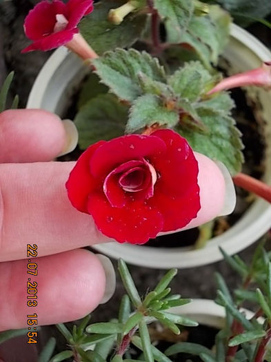 23 iulie 2013-flori 077 - achimenes