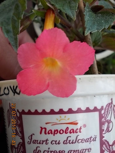 peach glow - achimenes