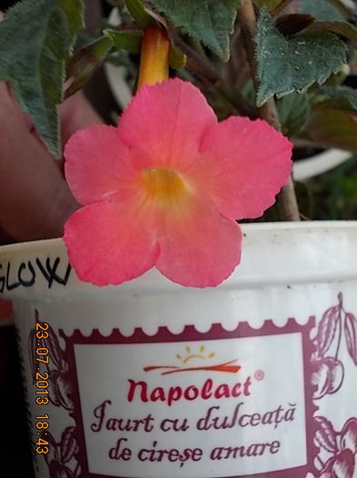 23 iulie 2013-flori 117 - achimenes