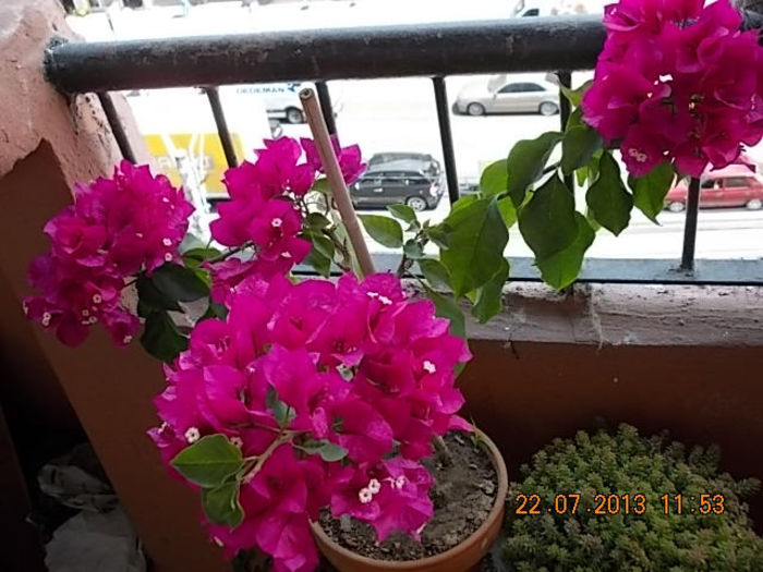 23 iulie 2013-flori 045