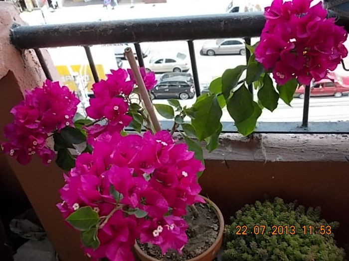 23 iulie 2013-flori 046