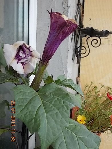 23 iulie 2013-flori 048