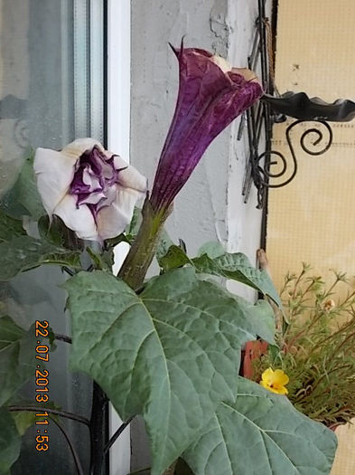 datura mov balerina tutu