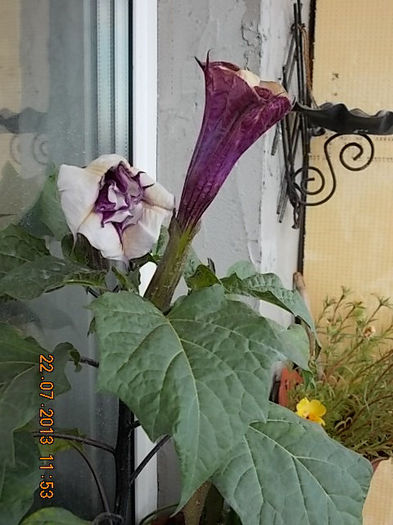 23 iulie 2013-flori 051
