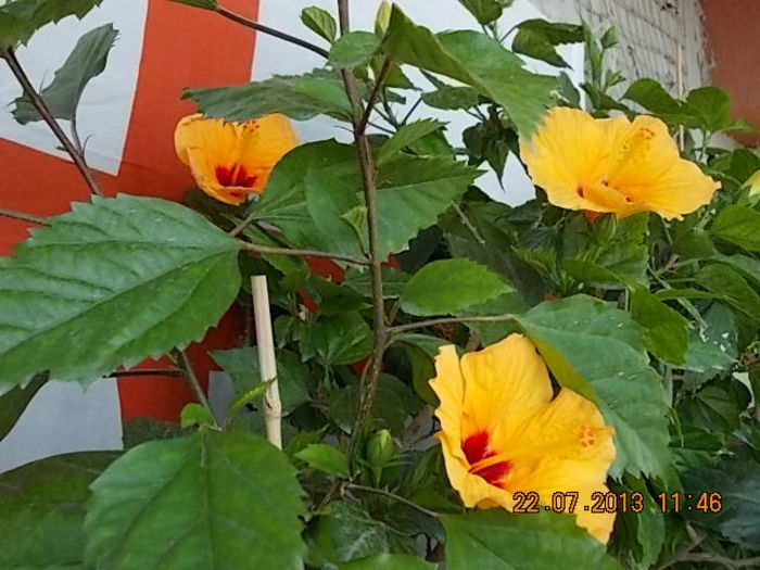 23 iulie 2013-flori 010 - hibiscus -1