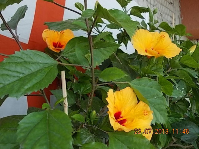 hibi port cu ochi rosu(athene) - hibiscus -1
