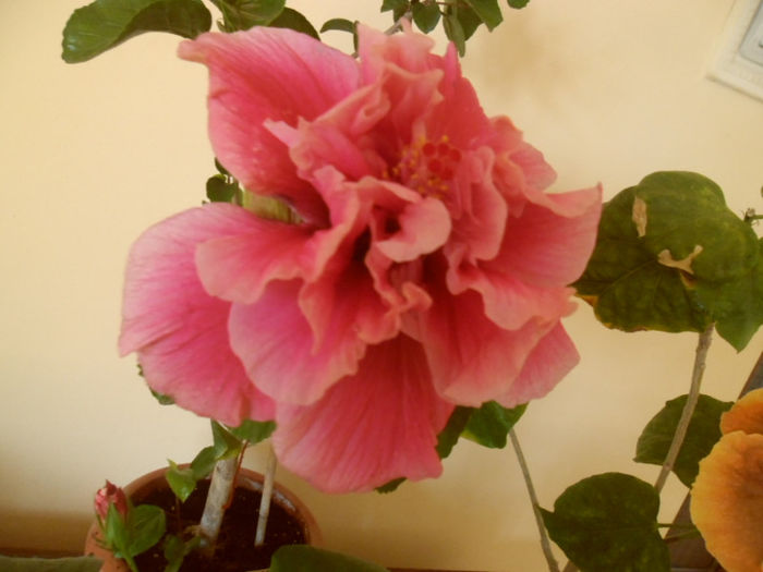 Charles Septembre - Hibiscus 2013-2