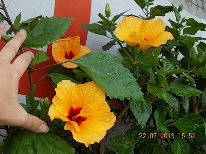 23 iulie 2013-flori 064 - hibiscus -1
