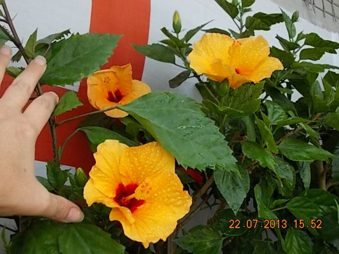 hibi port cu ochi rosu(athene) - hibiscus -1