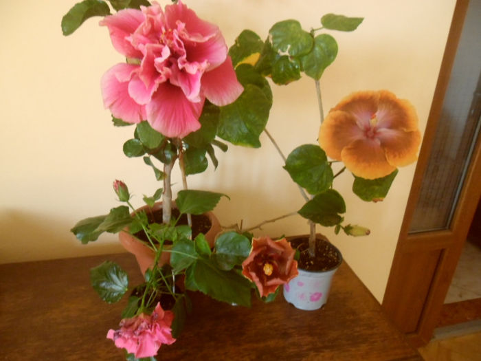 Unii se ofilesc;  altii isi etaleaza splendoarea - Hibiscus 2013-2