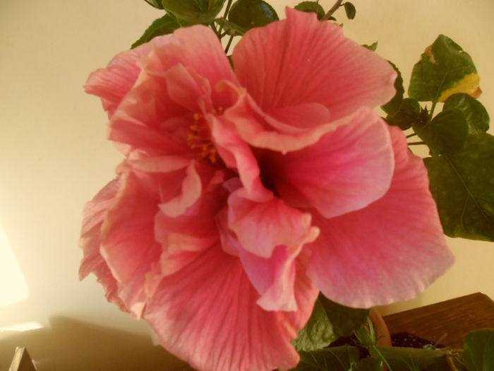 Charles Septembre - Hibiscus 2013-2