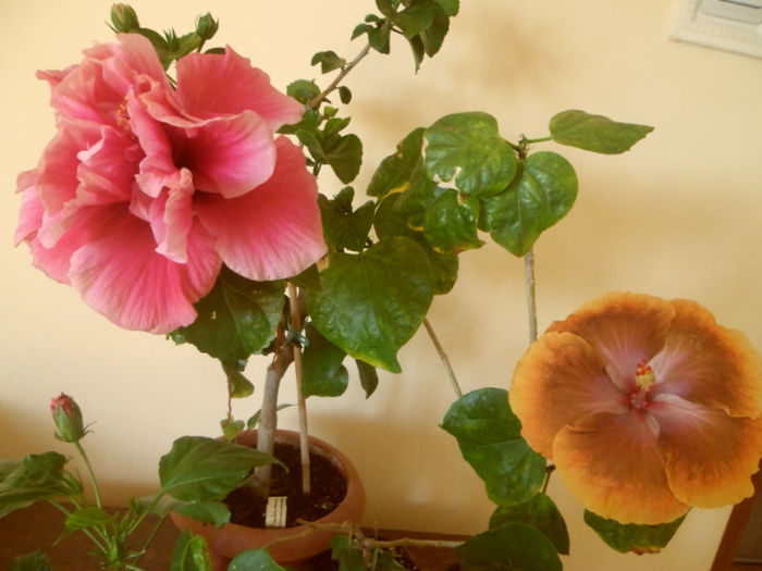 Charles Septembre + Tahitian Sophistication - Hibiscus 2013-2