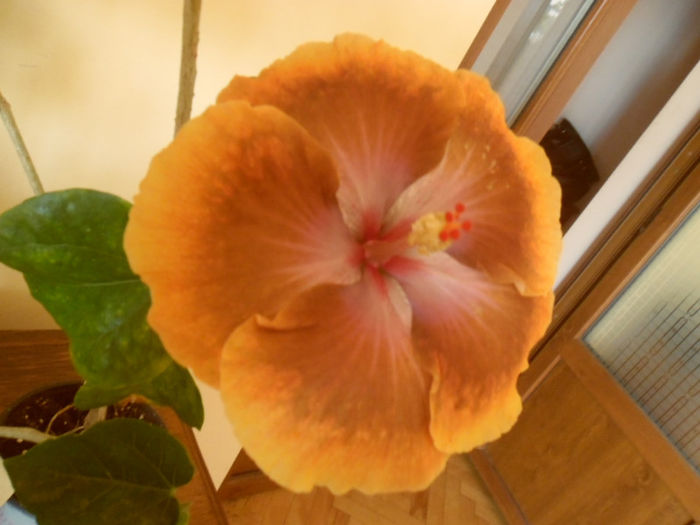 Tahitian Sophistication - Hibiscus 2013-2