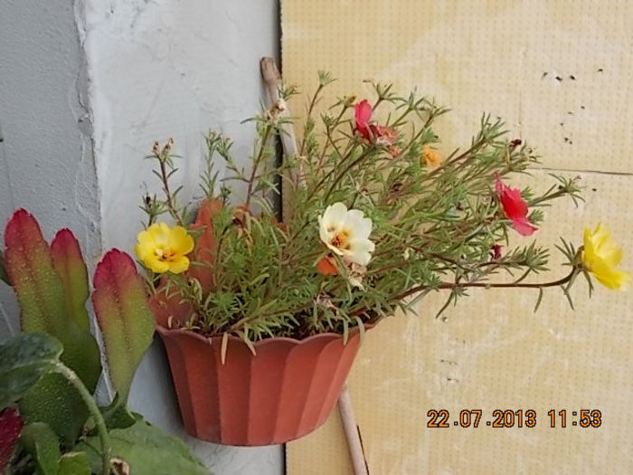 23 iulie 2013-flori 052