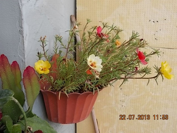 23 iulie 2013-flori 053