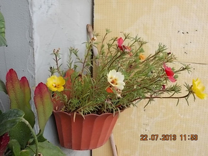 23 iulie 2013-flori 054