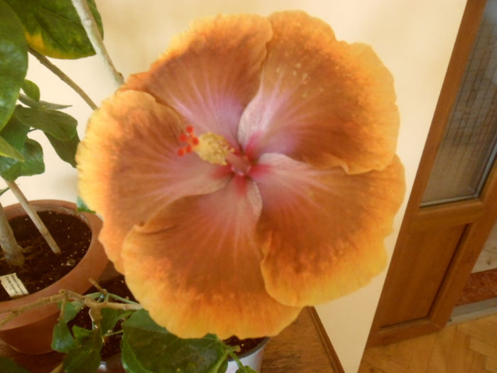 Tahitian Sophistication - Hibiscus 2013-2