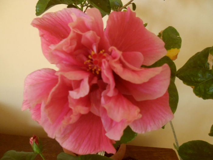 Charles Septembre - Hibiscus 2013-2