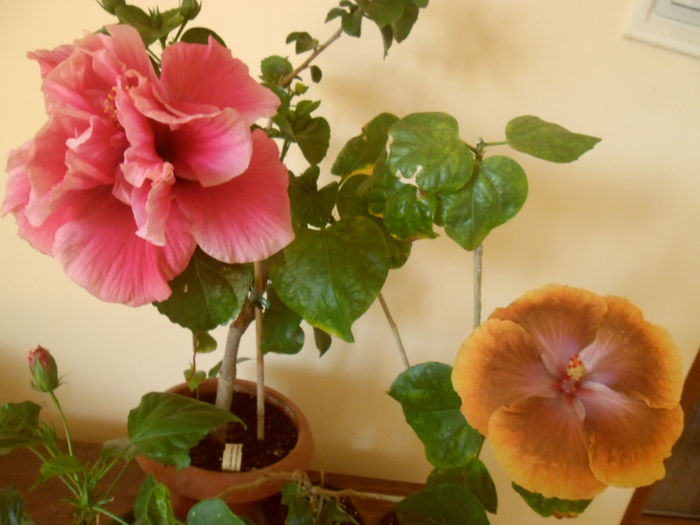 Charles Septembre + Tahitian Sophistication - Hibiscus 2013-2