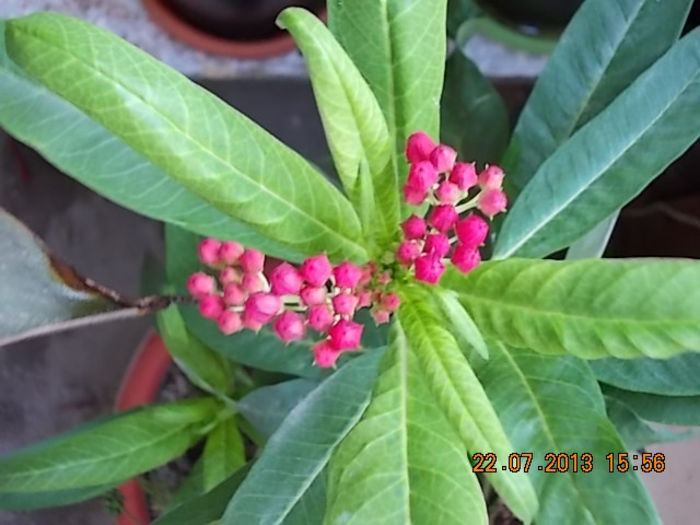 asclepias currasavica - iulie 2013-flori