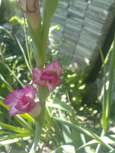 P190713_16.080004 - gladiole