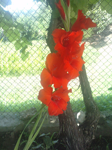 P190713_16.070001 - gladiole