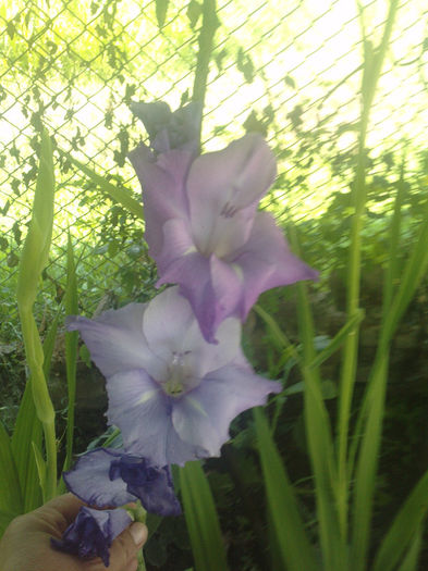 P190713_16.070002 - gladiole