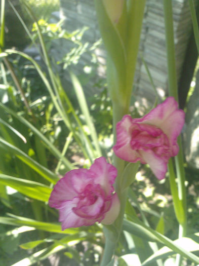 P190713_16.080003 - gladiole