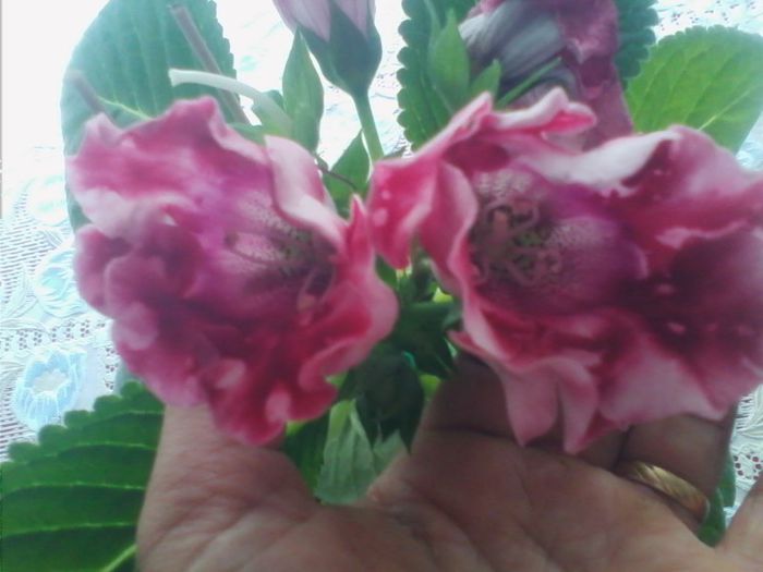 pierduta - gloxinia 2013