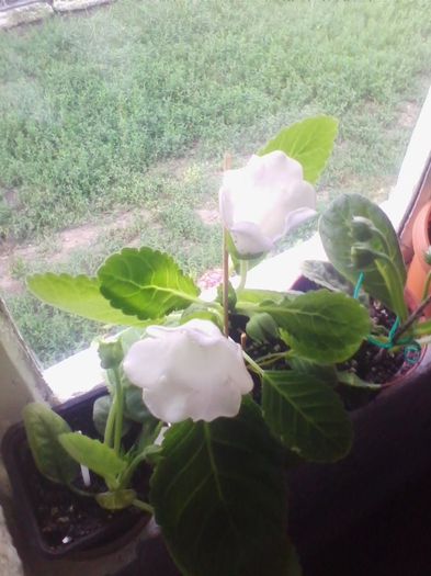 slipper alb - gloxinia 2013