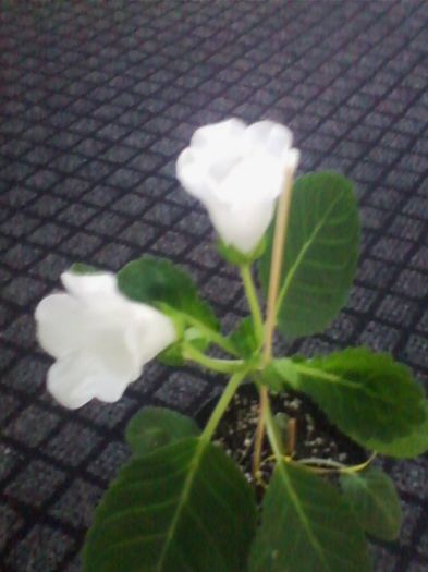 24.7.2013 - gloxinia 2013