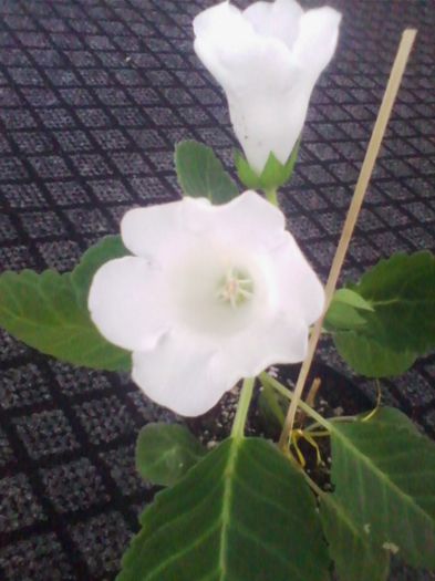 slipper alb multumesc mihaela - gloxinia 2013