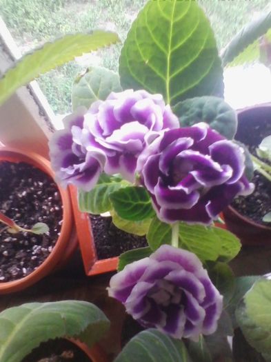 Picture 333 - gloxinia 2013