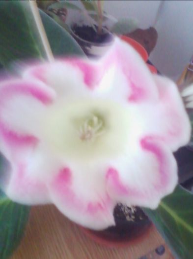 rosalinada - gloxinia 2013