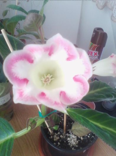 Picture 325 - gloxinia 2013