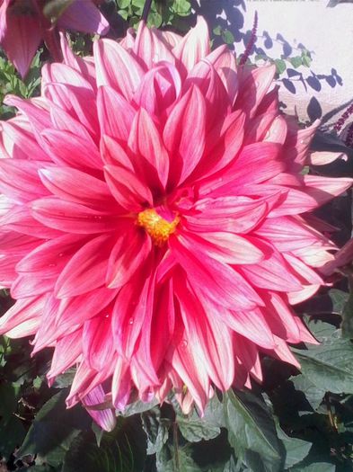 Picture 284 - flori de gradina 2013