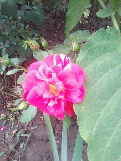 Picture 301 - flori de gradina 2013