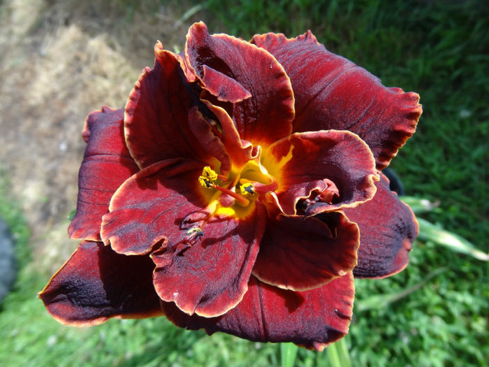 DSC07286 - HEMEROCALLIS